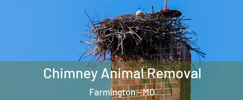  Chimney Animal Removal Farmington - MO